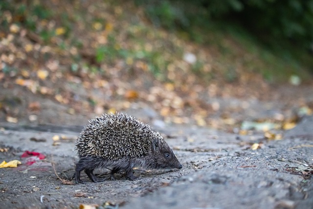 主动传球与 主动传球与